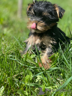 Photos supplémentaires: Beaux chiots Yorkshire terrier miniatures