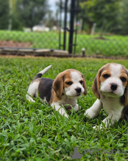 Photos supplémentaires: chiots beagle à la recherche de leur nouvelle maison