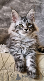 Photo №2 de l'annonce № 118292 de la vente maine coon - acheter à USA annonce privée