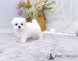 Photo №1. bichon maltais - à vendre en ville de Leoben | 351€ | Annonce №107542