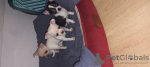 Photo №4. Je vais vendre chihuahua en ville de Мармарис.  - prix - 379€