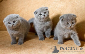 Photo №1. scottish fold - à vendre en ville de Дублин | 250€ | Annonce № 124260