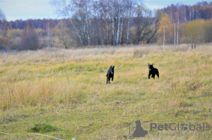 Photos supplémentaires: Chiot Retriever à Poil Droit