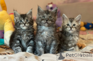 Photo №1. maine coon - à vendre en ville de Heidelberg | 350€ | Annonce № 173918
