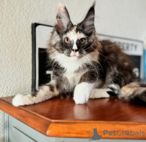 Photo №4. Je vais vendre maine coon en ville de Pratteln. annonce privée - prix - 400€