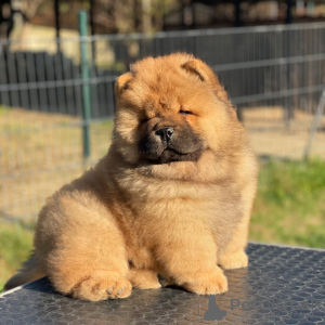 Photo №1. chow-chow - à vendre en ville de Alhambra | 872€ | Annonce №157412