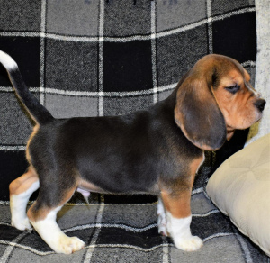 Photo №2 de l'annonce № 2263 de la vente beagle - acheter à Fédération de Russie annonce privée, éleveur