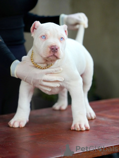 Photo №2 de l'annonce № 159137 de la vente american pit bull terrier - acheter à Allemagne annonce privée