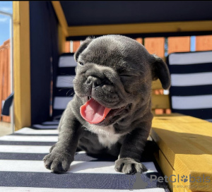 Photo №1. bouledogue - à vendre en ville de Мадрид | négocié | Annonce №116155