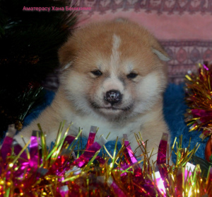 Photo №4. Je vais vendre akita (chien) en ville de Saint-Pétersbourg. de la fourrière - prix - 704€