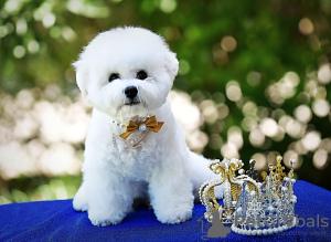 Photo №4. Je vais vendre bichon à poil frisé en ville de Belgrade. éleveur - prix - négocié