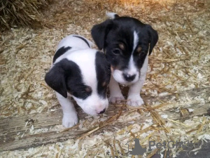 Photo №1. jack russell terrier - à vendre en ville de Манчестер | 350€ | Annonce №13483