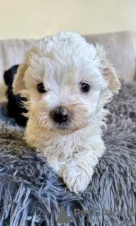 Photo №3. Chiot Maltipoo. USA