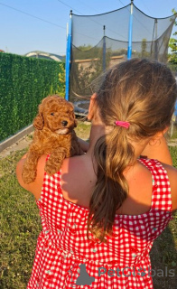 Photo №4. Je vais vendre caniche (jouet) en ville de Nouveau jardin.  - prix - négocié