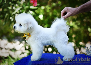 Photos supplémentaires: Chiot Bichon Frise à vendre