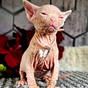 Photo №1. sphynx - à vendre en ville de Jever | négocié | Annonce № 169476