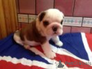 Photo №1. bulldog anglais - à vendre en ville de Prague | 600€ | Annonce №45622