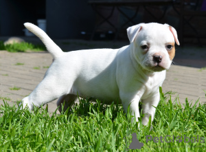 Photo №3. Chiots bouledogue américain. Biélorussie