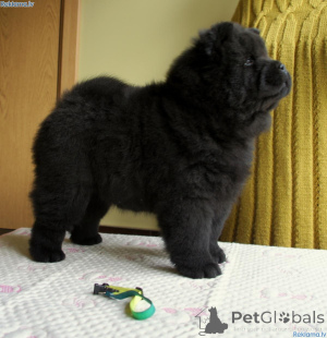 Photo №3. Chiots Chow-Chow. Suède