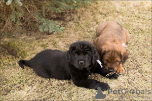 Photos supplémentaires: Chiots Khotosho (chien bouriate)