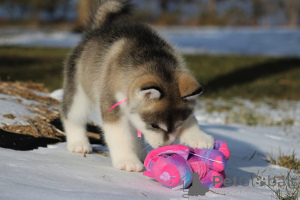 Photo №3. Magnifiques chiots Malamute d'Alaska enregistrés à l'AKC. La Slovénie