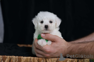 Photo №1. bichon à poil frisé - à vendre en ville de Vienne | négocié | Annonce №156900