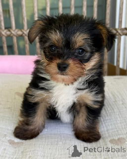 Photo №2 de l'annonce № 169346 de la vente yorkshire terrier - acheter à République Tchèque éleveur
