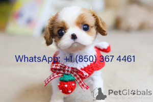 Photo №1. cavalier king charles spaniel - à vendre en ville de Chicago | négocié | Annonce №153194