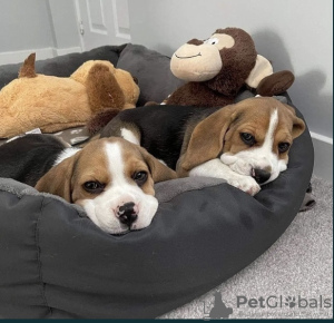 Photos supplémentaires: Magnifiques chiots Beagle anglais à vendre