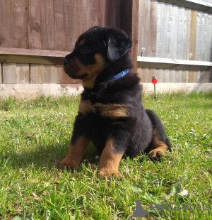 Photos supplémentaires: Chiots Rottweiler mignons