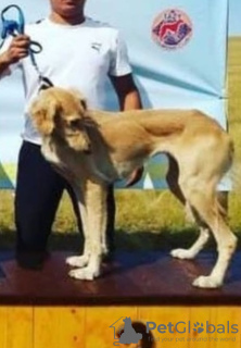 Photos supplémentaires: chiots de race Kazakh Tazy