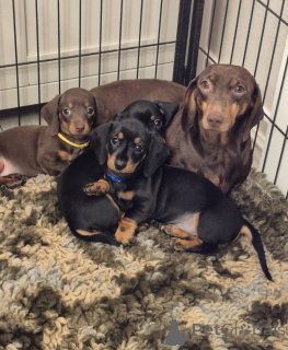 Photo №2 de l'annonce № 137196 de la vente chien bâtard - acheter à L'Autriche éleveur