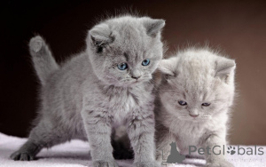 Photo №1. british shorthair - à vendre en ville de Münster-Sarmsheim | 350€ | Annonce № 148545