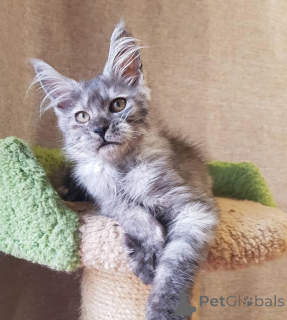 Photo №3. Maine Coon chaton avec arbre généalogique. Allemagne