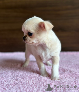 Photo №1. chihuahua - à vendre en ville de Tallinn | négocié | Annonce №130684