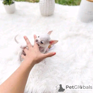 Photo №2 de l'annonce № 146228 de la vente chihuahua - acheter à Biélorussie annonce privée, éleveur