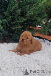 Photo №4. Je vais vendre labradoodle en ville de Našice. éleveur - prix - 800€