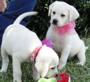 Photo №1. labrador retriever - à vendre en ville de Madrid | négocié | Annonce №175870