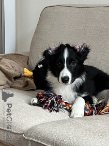 Photos supplémentaires: Chiot border collie, pur-sang