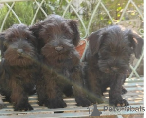 Photos supplémentaires: Chiots Schnauzer nain avec un excellent pedigree