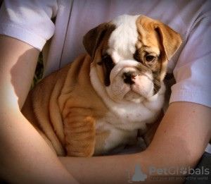 Photo №1. bulldog anglais - à vendre en ville de Milwaukee | négocié | Annonce №63949
