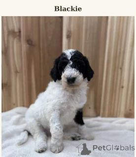 Photo №2 de l'annonce № 175982 de la vente caniche (nain), caniche (jouet) - acheter à Allemagne annonce privée