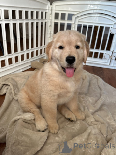 Photo №3. schéine Golden Retriever Welpen. Luxembourg