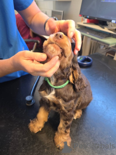 Photo №2 de l'annonce № 169105 de la vente cocker spaniel anglais - acheter à La finlande annonce privée