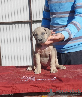 Photo №1. cane corso - à vendre en ville de Belgrade | négocié | Annonce №120717