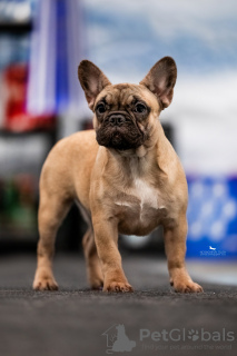 Photo №1. bouledogue - à vendre en ville de Tolyatti | 531€ | Annonce №129034