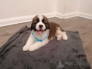 Photo №1. saint-bernard - à vendre en ville de Digheräs | 1200€ | Annonce №168434