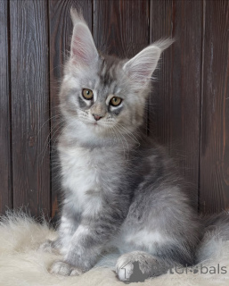 Photo №4. Je vais vendre maine coon en ville de Seydispjordur. annonce privée - prix - négocié