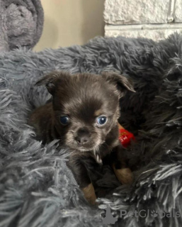 Photo №3. chiots chihuahua de 3 mois. Allemagne