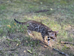 Photo №2 de l'annonce № 36694 de la vente bengal - acheter à USA annonce privée, de la fourrière, éleveur